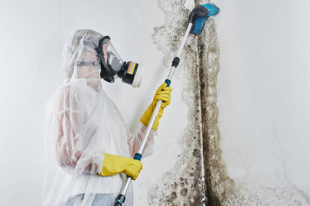 Best DIY Mold Remediation Support Services in Whittier, CA