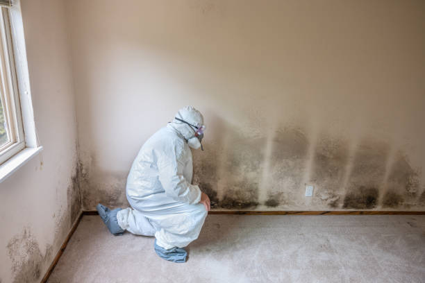 Best Mold Remediation for Specific Building Types in Whittier, CA